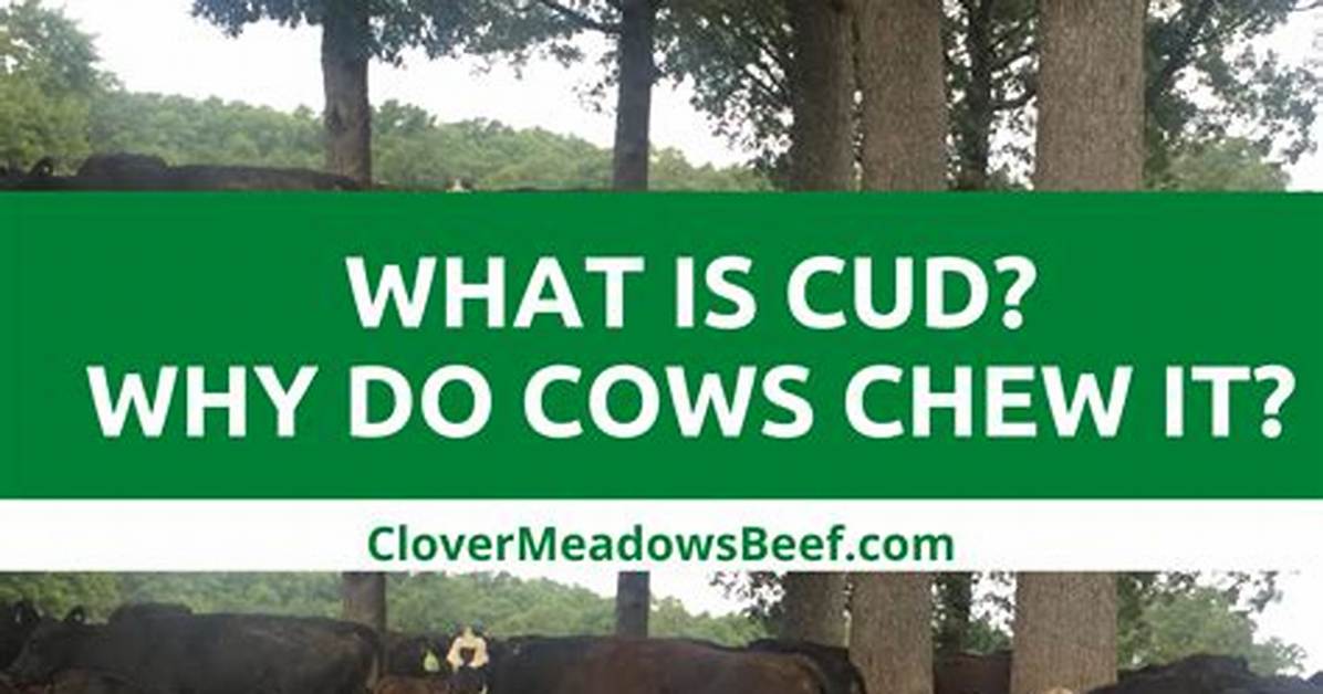 When Do Cows Chew Cud?