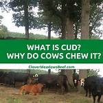 When Do Cows Chew Cud?