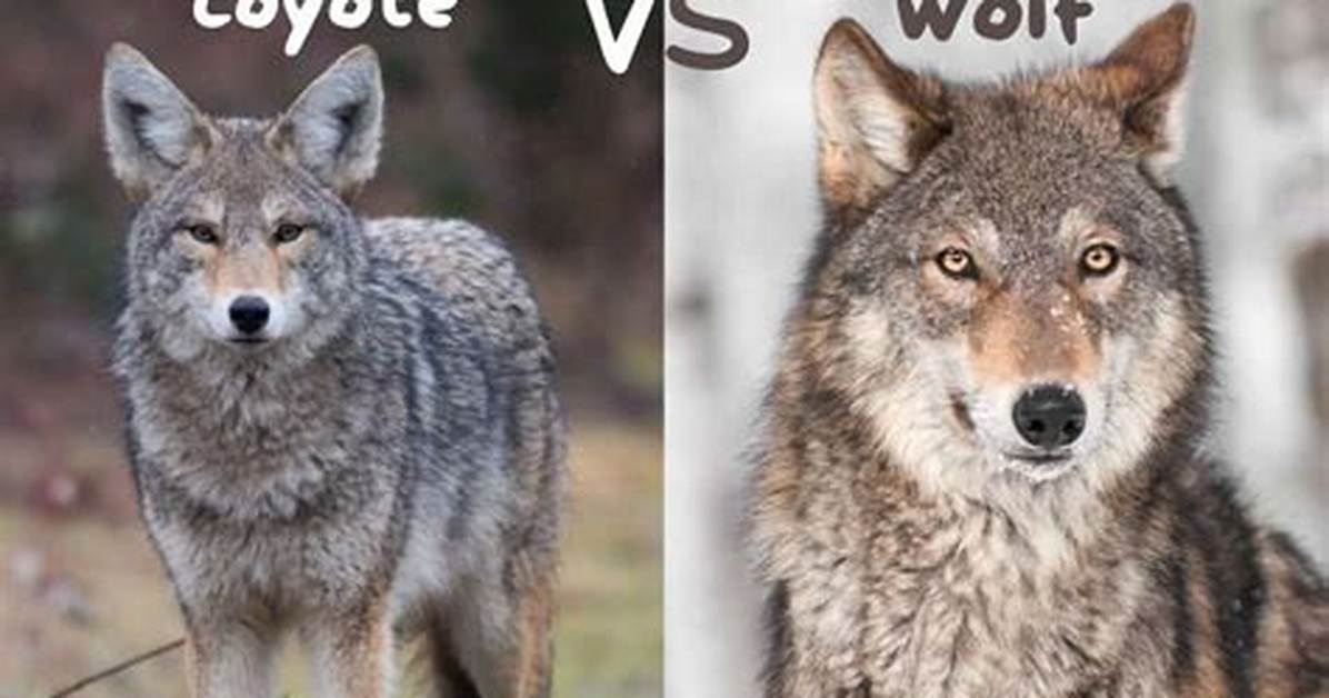 When Do Coyotes Bark?