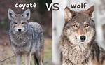When Do Coyotes Bark?