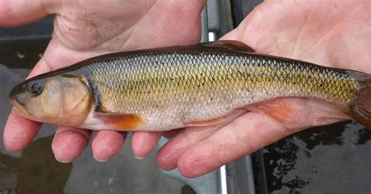 When Do Creek Chubs Spawn?