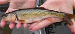 When Do Creek Chubs Spawn?