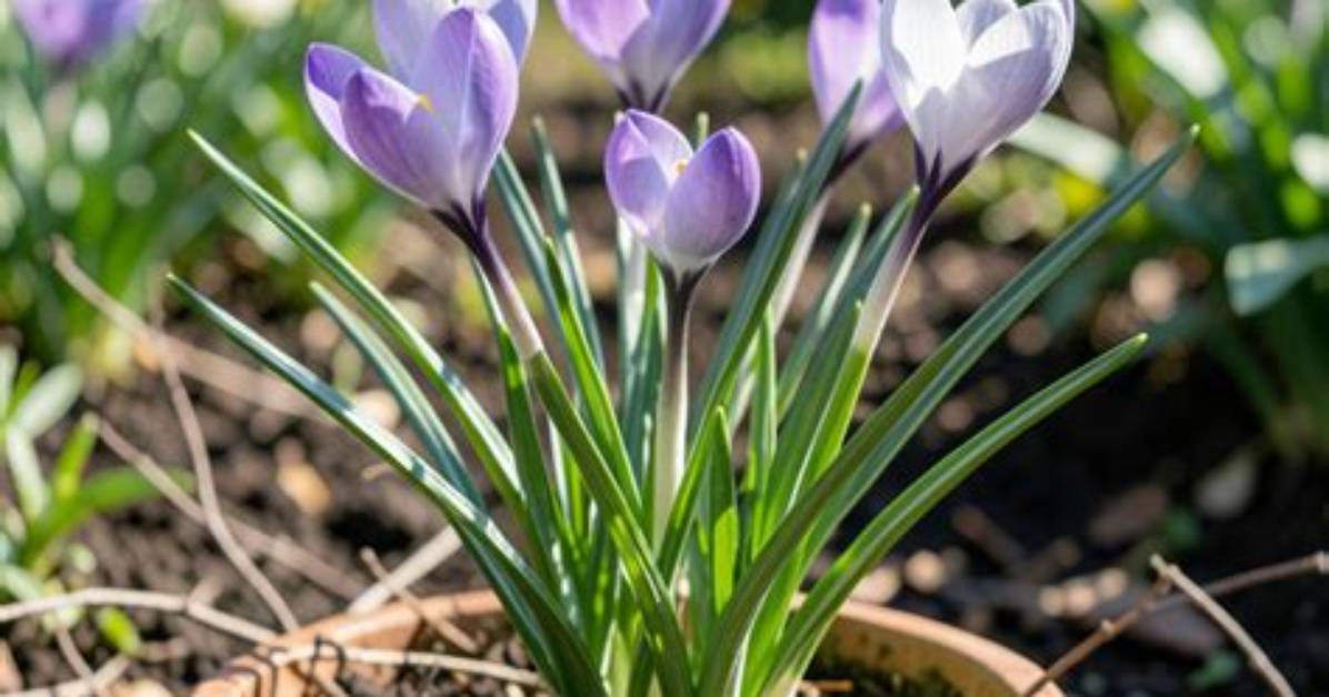 When Do Crocuses Bloom?