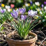 When Do Crocuses Bloom?
