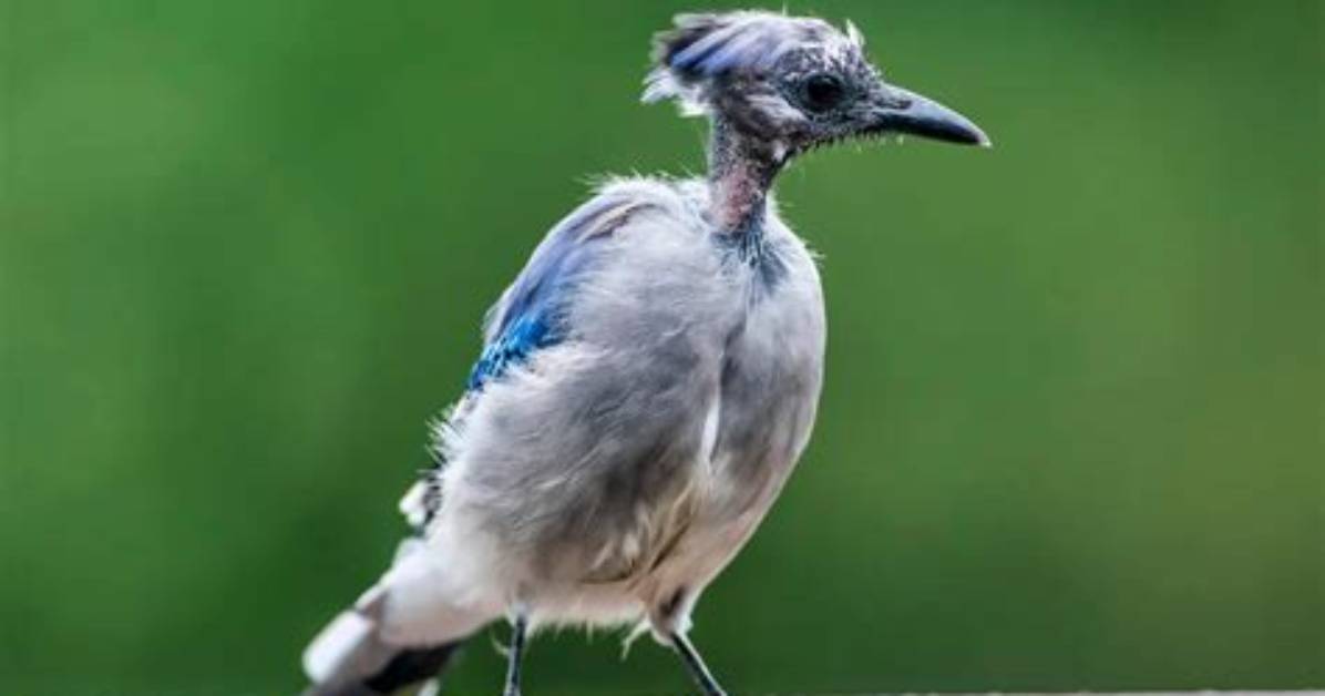 When Do Crows Molt?