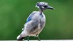 When Do Crows Molt?