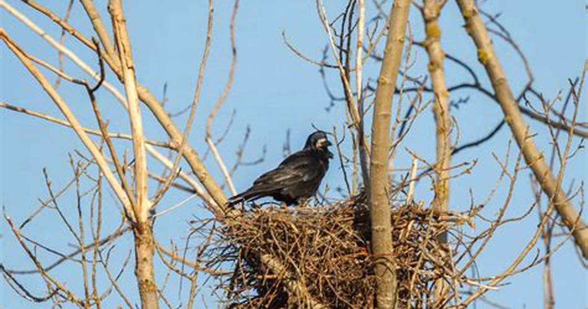 When Do Crows Nest?