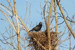 When Do Crows Nest?