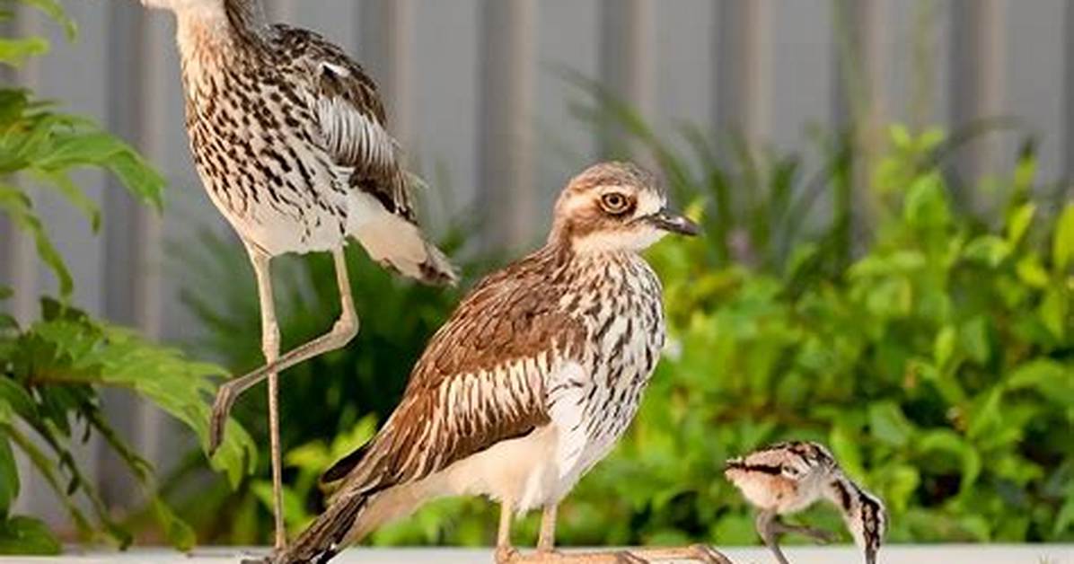When Do Curlews Sleep?