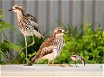 When Do Curlews Sleep?
