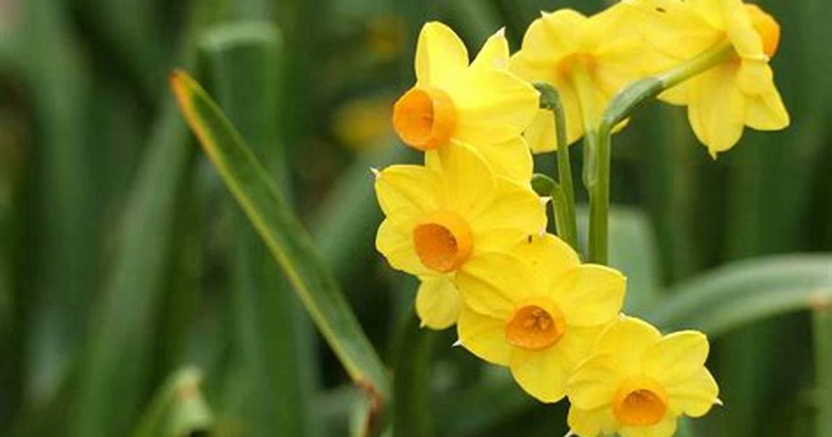 When Do Daffodils Bloom