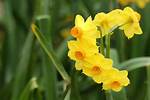 When Do Daffodils Bloom