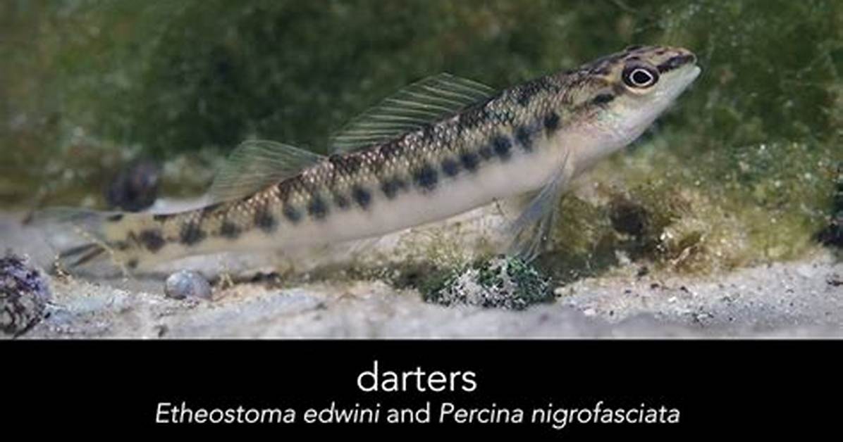 When Do Darters Eat?