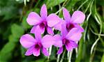 When Do Dendrobium Orchids Flower?