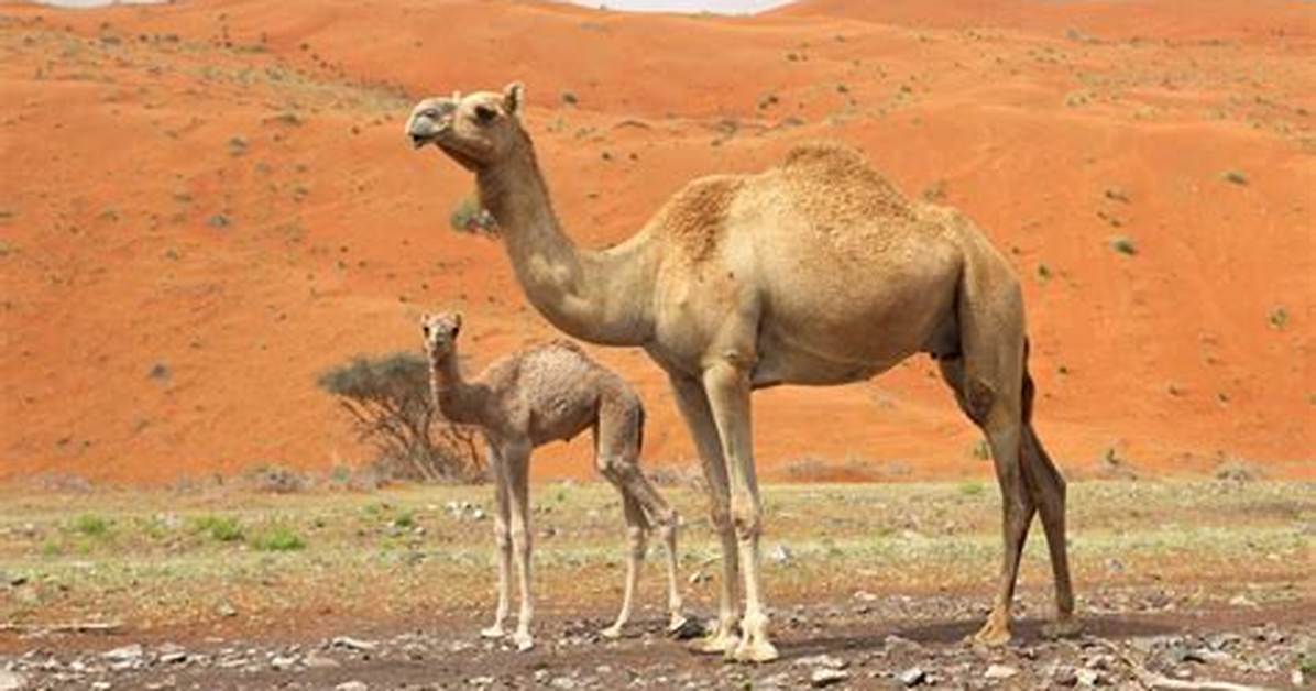 When Do Dromedary Mate?