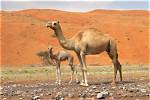 When Do Dromedary Mate?