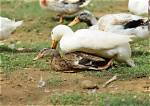 When Do Ducks Breed?