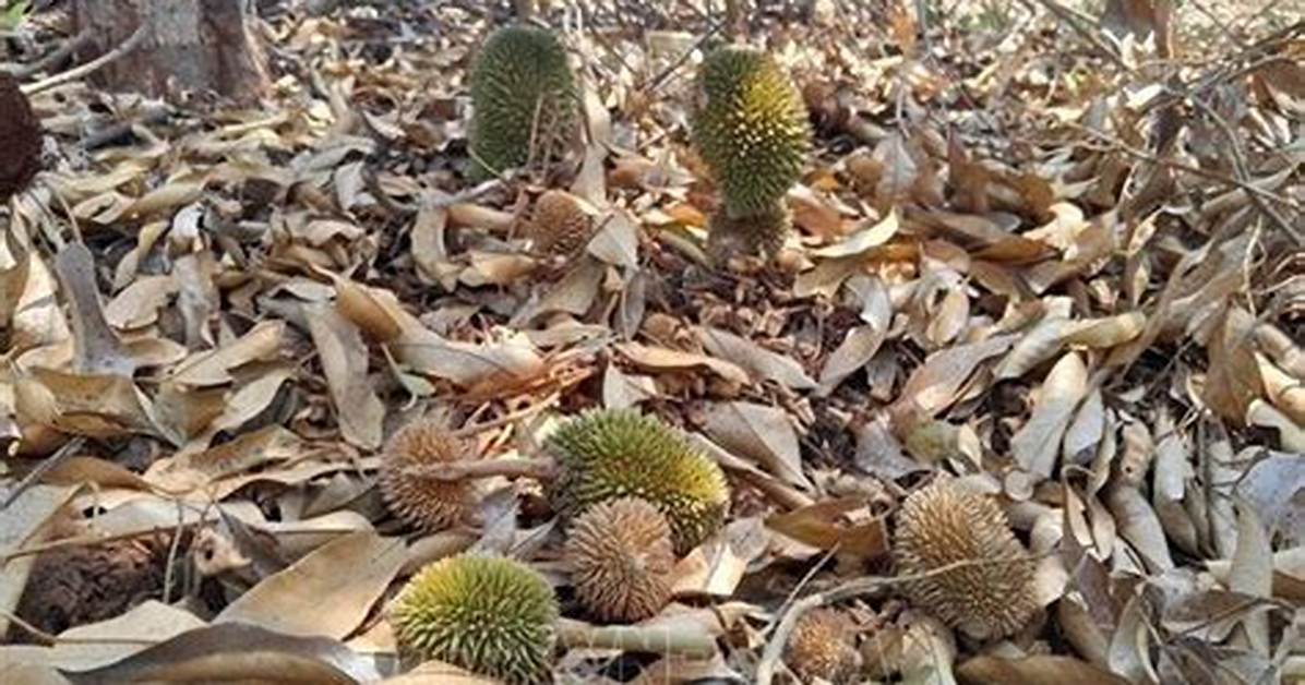 When Do Durians Fall?