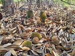 When Do Durians Fall?