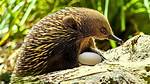 When Do Echidnas Lay Eggs?