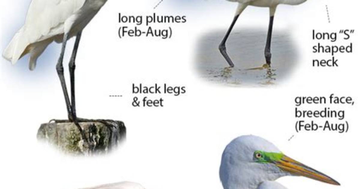 When Do Egrets Have Babies?