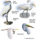When Do Egrets Have Babies?