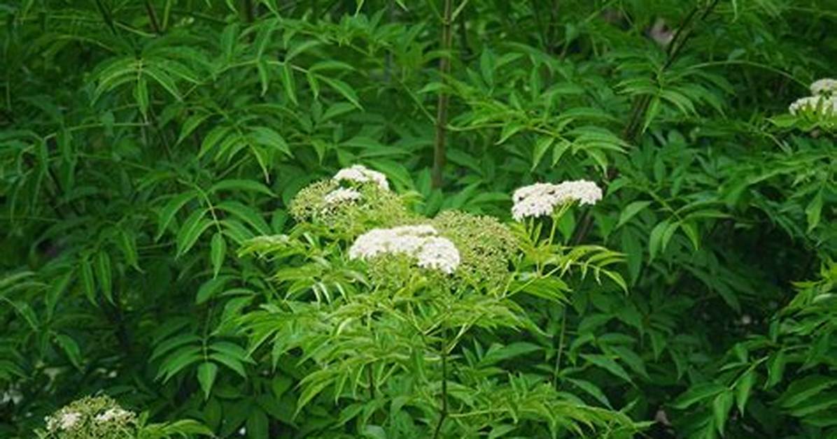 When Do Elderberries Bloom?