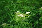 When Do Elderberries Bloom?