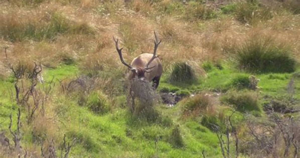 When Do Elk Start Wallowing?