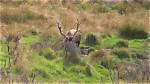 When Do Elk Start Wallowing?