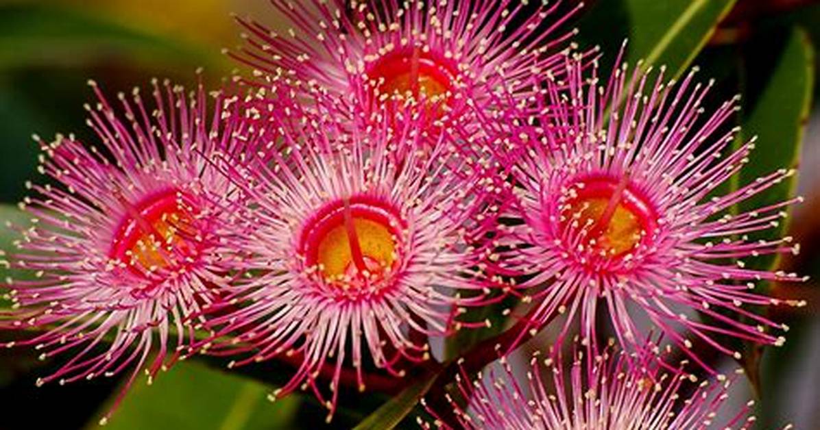 When Do Eucalyptus Flower?