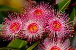 When Do Eucalyptus Flower?