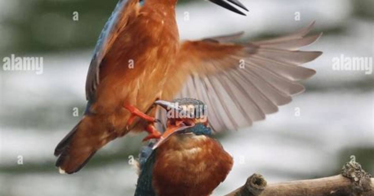 When Do Fishers Mate?
