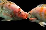 When Do Fishes Mate?