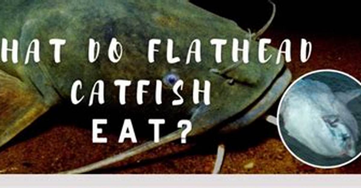 When Do Flathead Catfish Eat?
