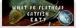 When Do Flathead Catfish Eat?