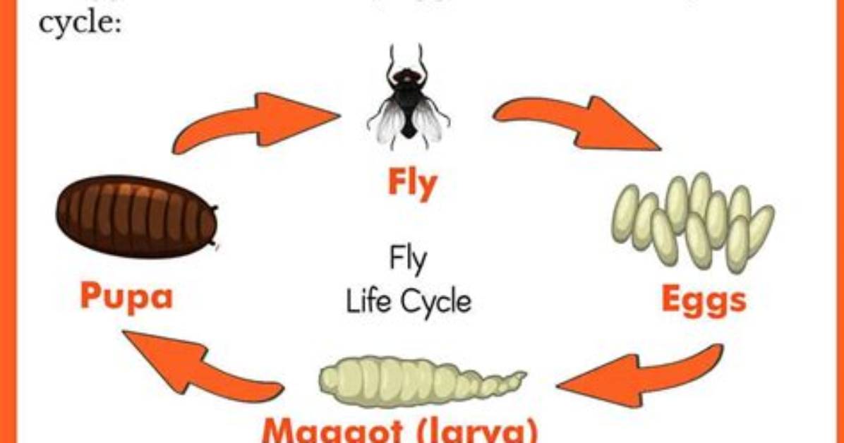 When Do Flies Lay Maggots?