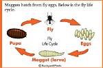 When Do Flies Lay Maggots?
