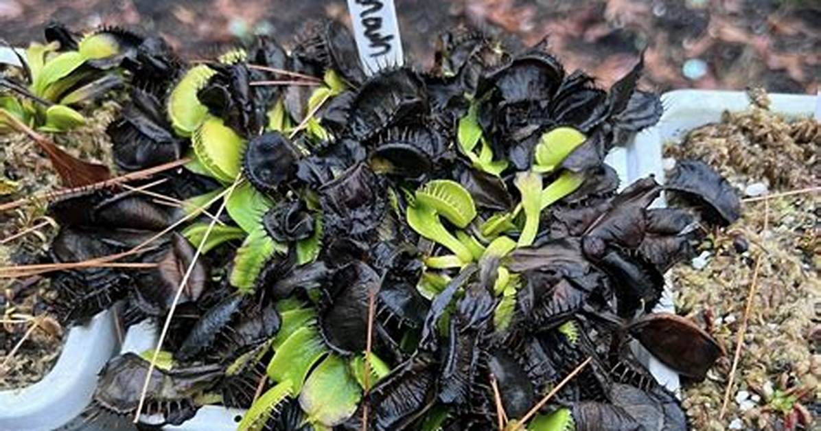 When Do Flytraps Go Dormant?