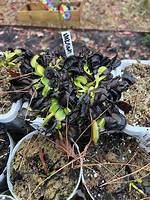 When Do Flytraps Go Dormant?
