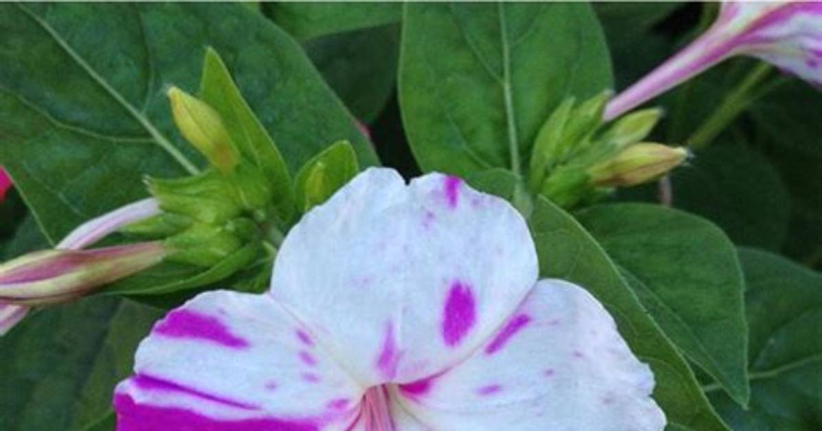 When Do Four Oclocks Bloom?