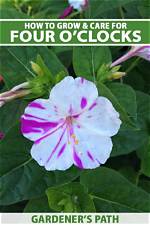 When Do Four Oclocks Bloom?