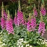 When Do Foxgloves Flower Uk?
