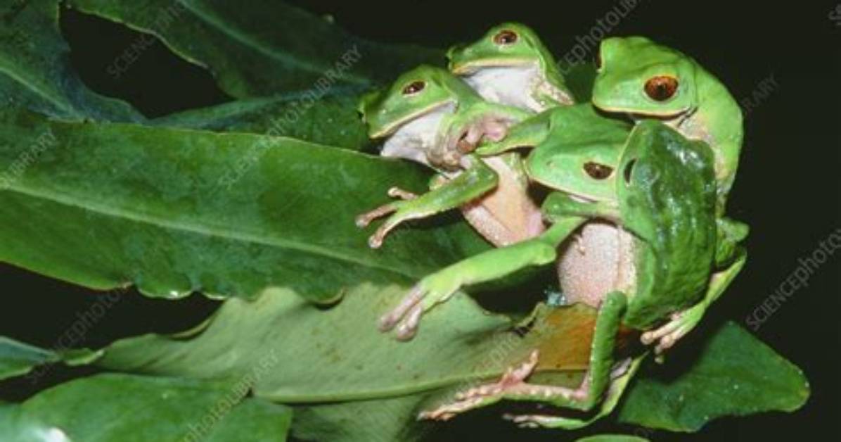 When Do Frogs Mate?