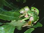 When Do Frogs Mate?