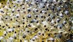 When Do Frogs Spawn?