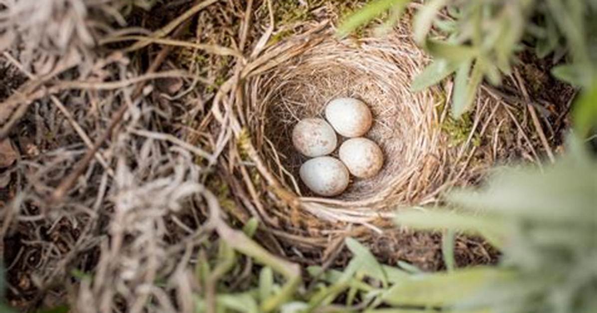 When Do Fulmars Lay Eggs?