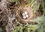 When Do Fulmars Lay Eggs?