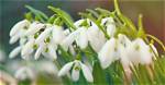 When Do Galanthus Flower?