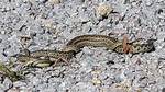 When Do Garter Snakes Mate?